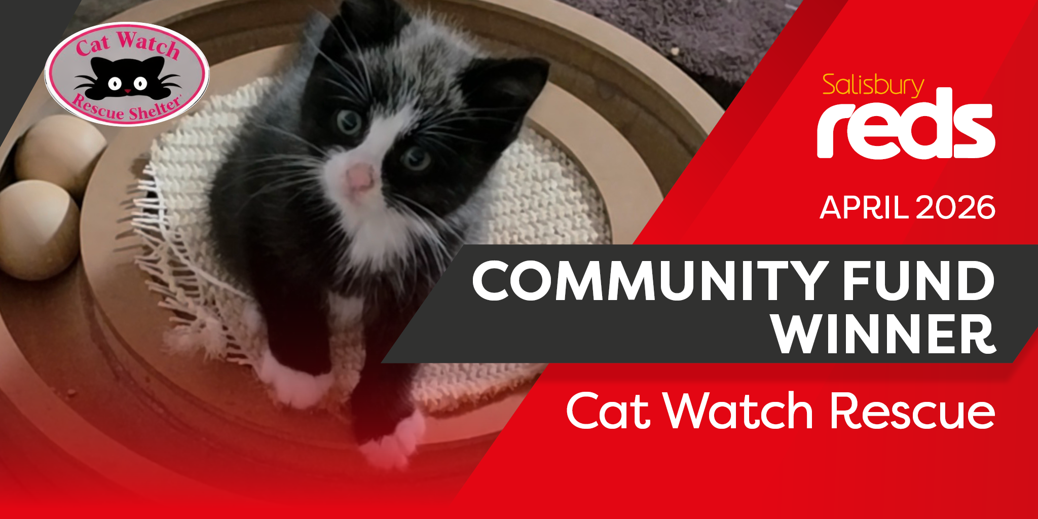 Cat Watch Rescue text with black and white kitten